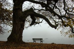 Park bench ona little lake under an old tree